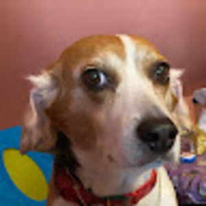 Meet your Posher, Perla